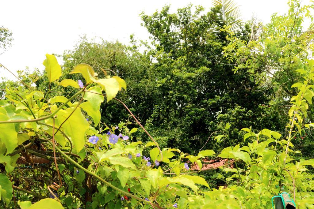 Marari Beach Pearl Homestay Mararikulam Eksteriør billede